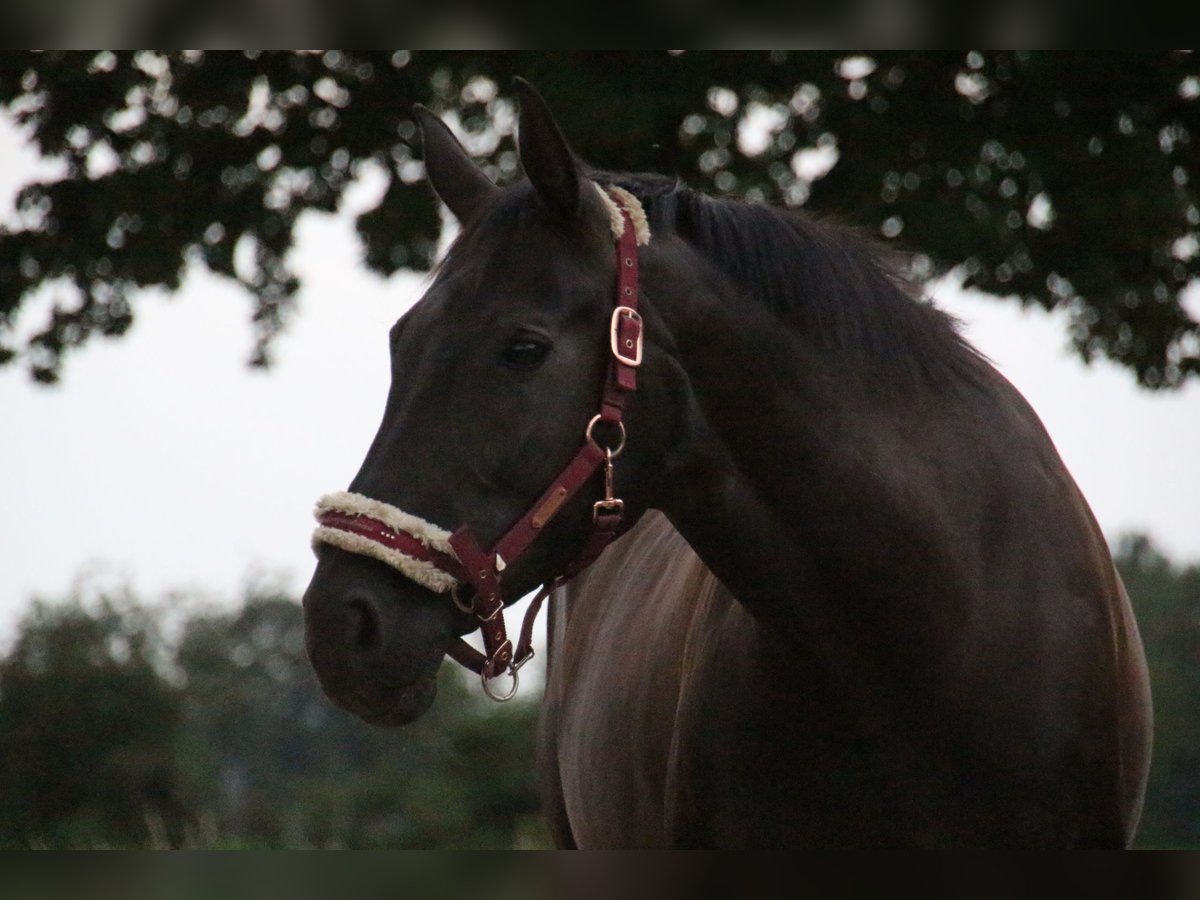 Hanoverian Mare 16 years 15,2 hh Black in Neukirchen-Vluyn