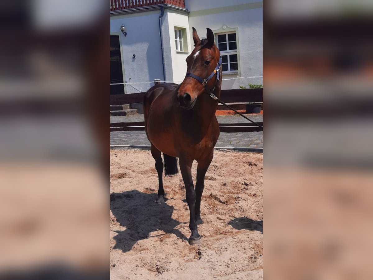 Hanoverian Mare 16 years 15,3 hh Brown in M&#xF6;llendorf