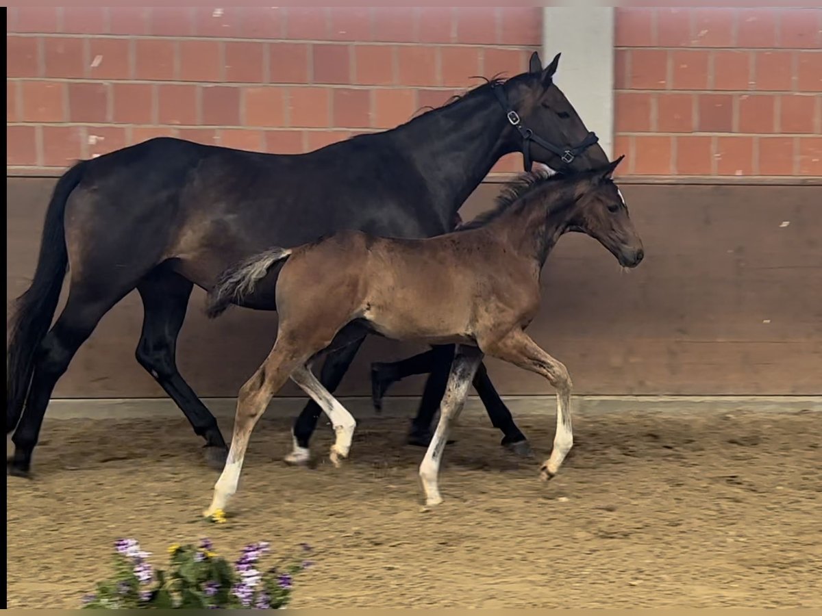 Hanoverian Mare 16 years 16,1 hh Bay-Dark in Langwedel