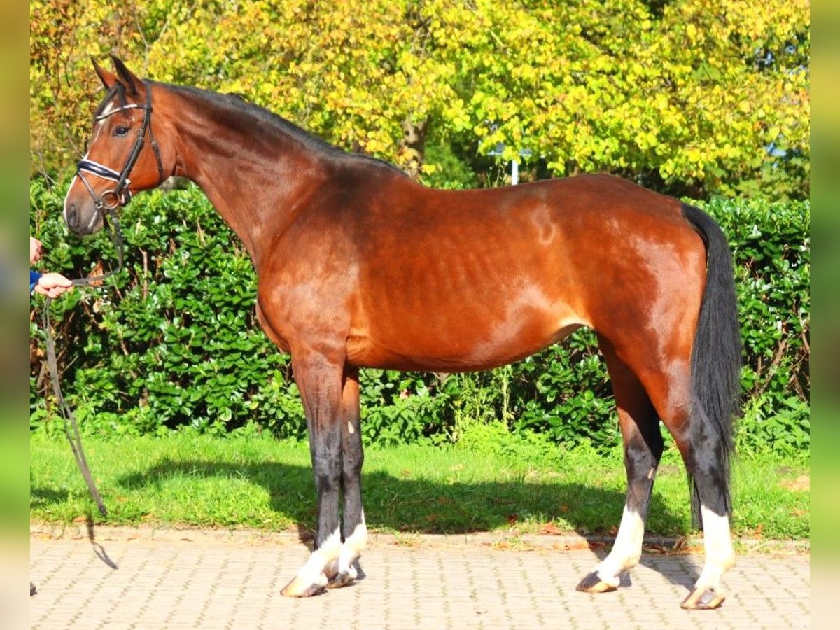 Hanoverian Mare 16 years 16,1 hh Brown in Selsingen