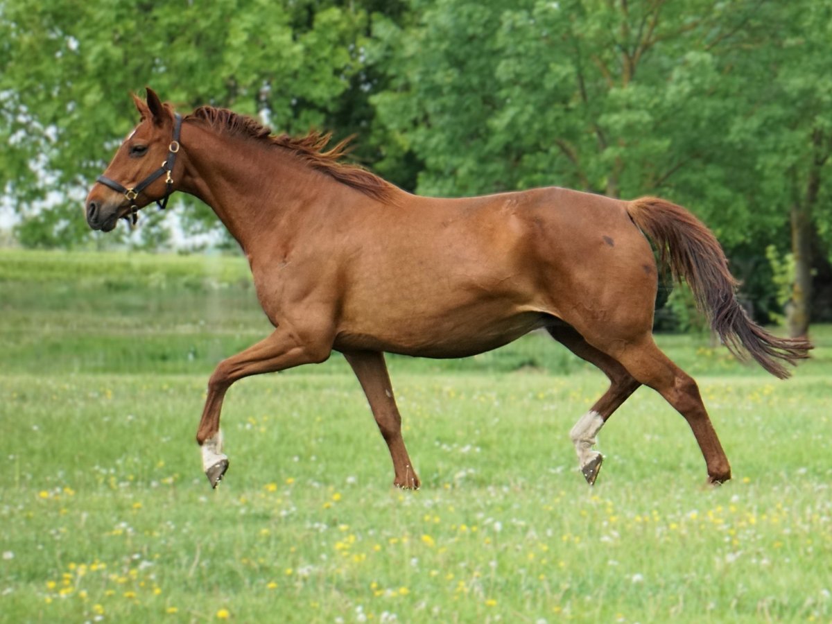 Hanoverian Mare 16 years 16,1 hh Chestnut-Red in Nauen