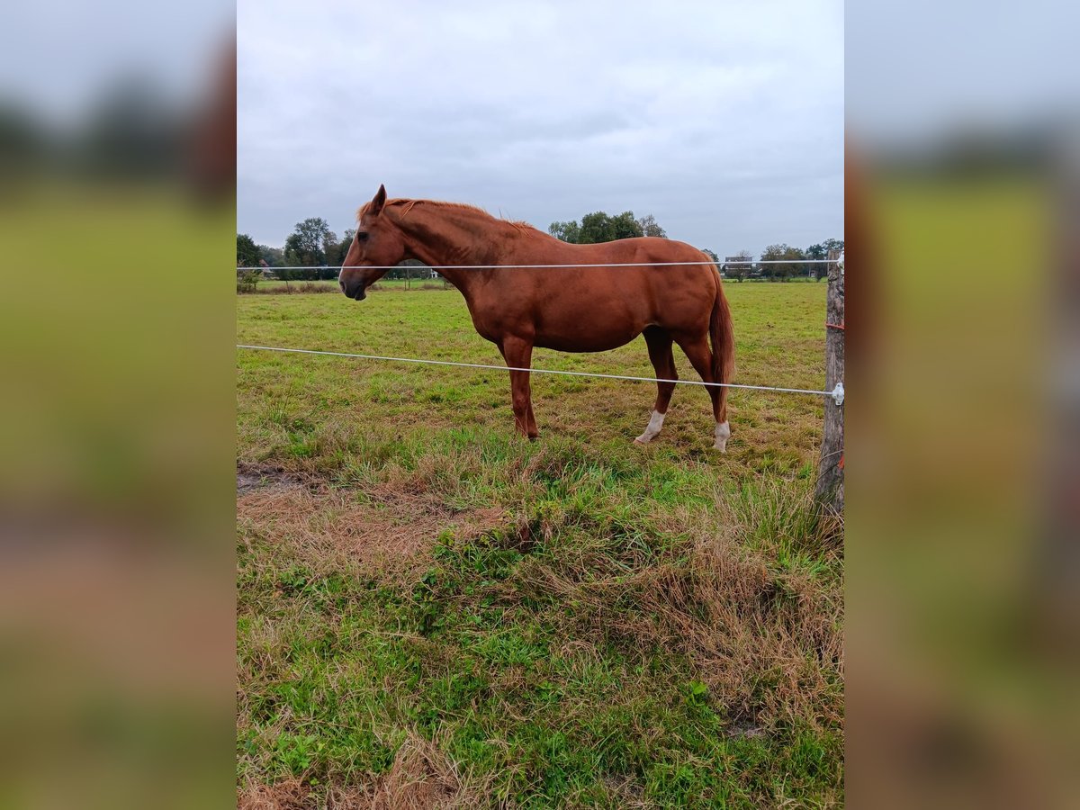 Hanoverian Mare 16 years 16,1 hh Chestnut-Red in Lilienthal