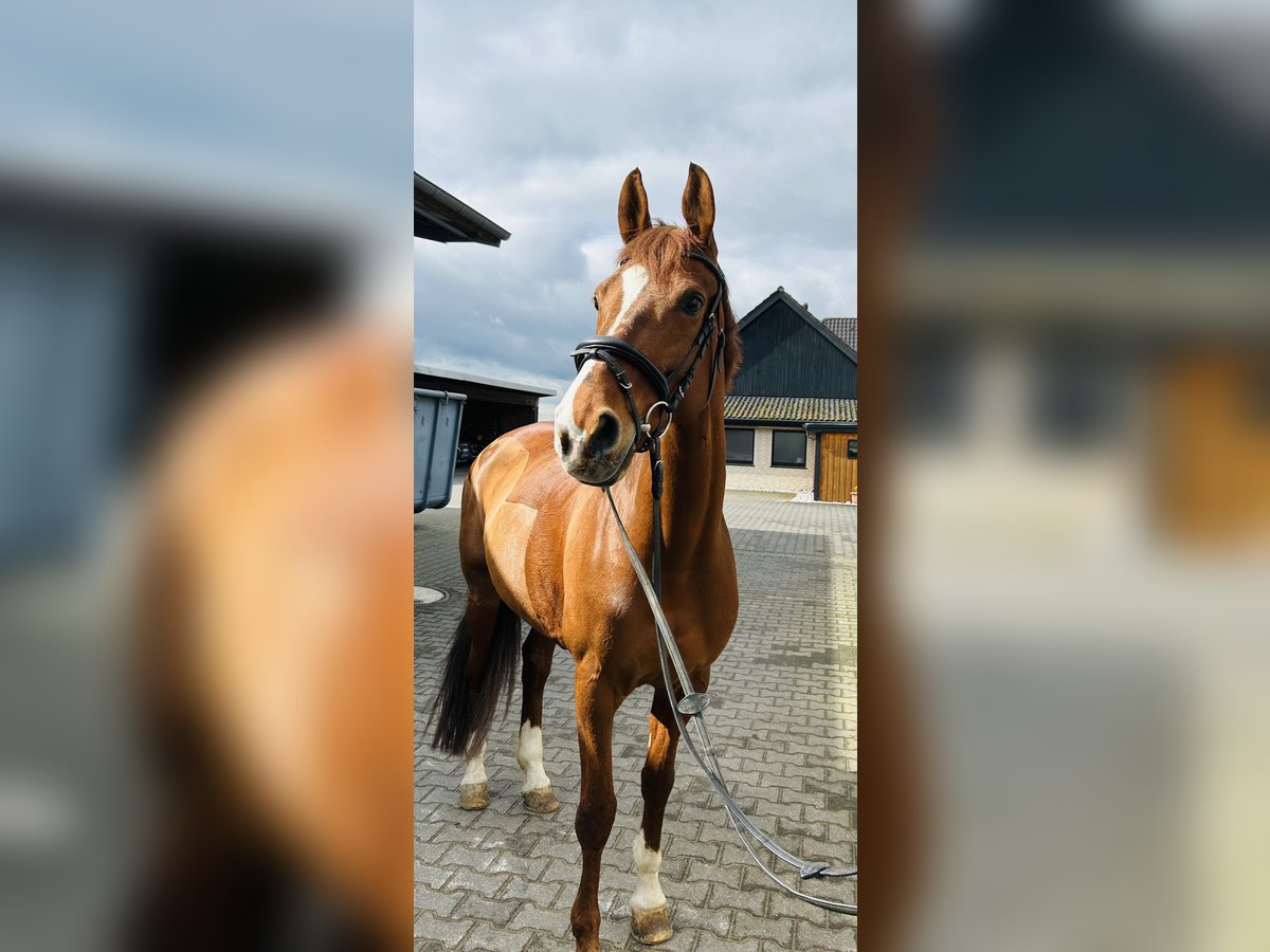 Hanoverian Mare 16 years 16,1 hh Chestnut-Red in Oelde