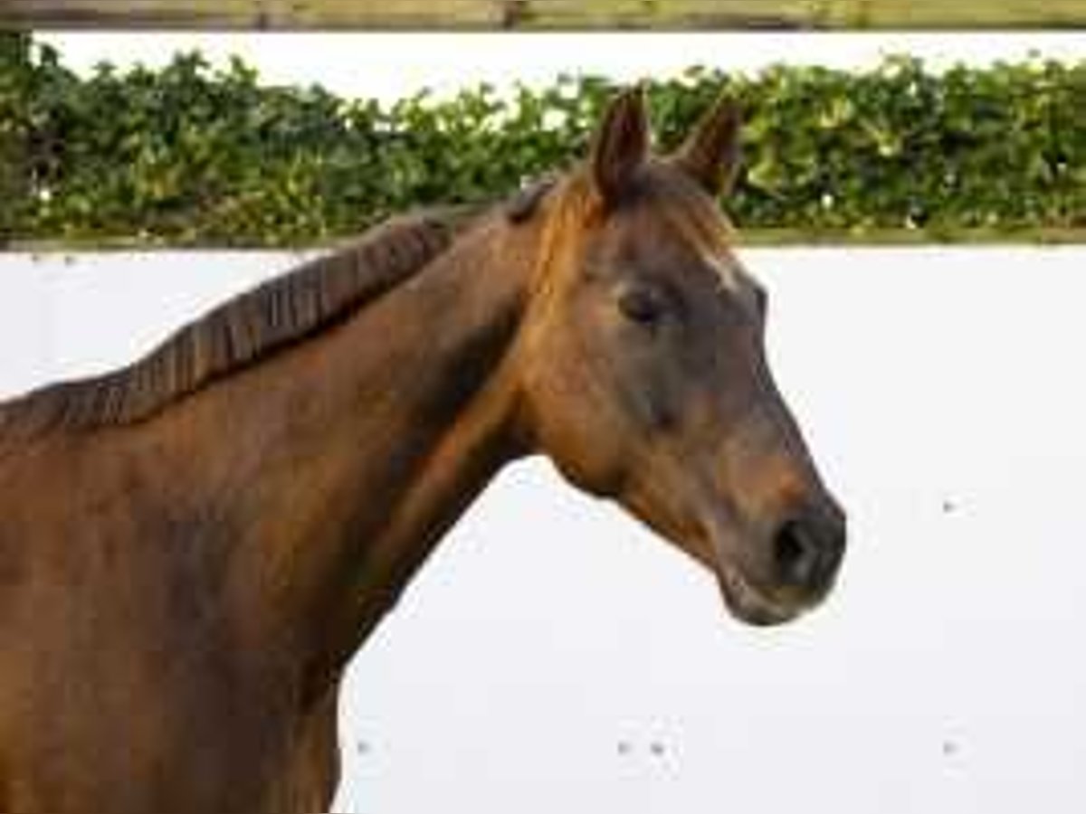 Hanoverian Mare 16 years 16,1 hh Chestnut-Red in Waddinxveen