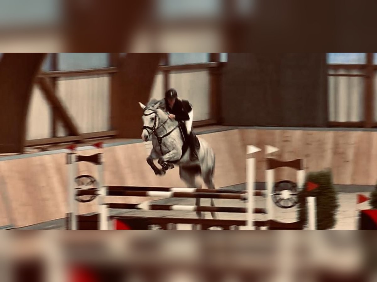 Hanoverian Mare 16 years 16,1 hh Gray-Fleabitten in Borken