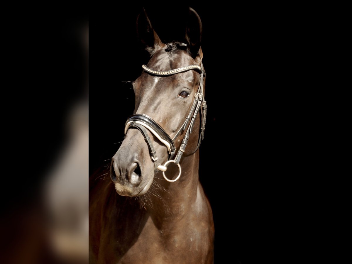 Hanoverian Mare 16 years 16,1 hh Smoky-Black in Wartenberg