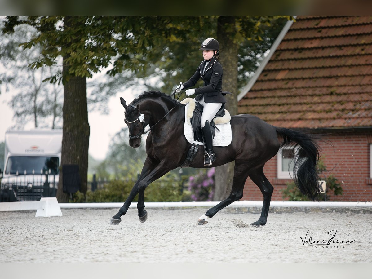 Hanoverian Mare 16 years 16,2 hh Black in Rhede