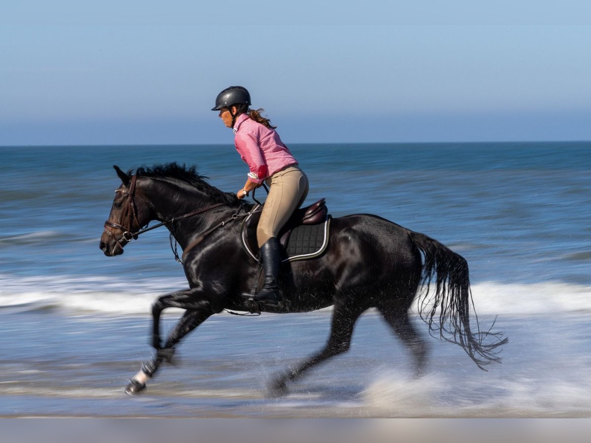 Hanoverian Mare 16 years 16 hh Bay-Dark in Tiste