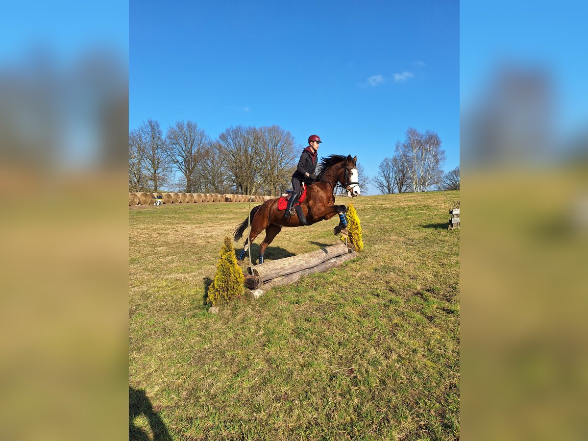 Hanoverian Mare 16 years 16 hh Brown in Karzcino