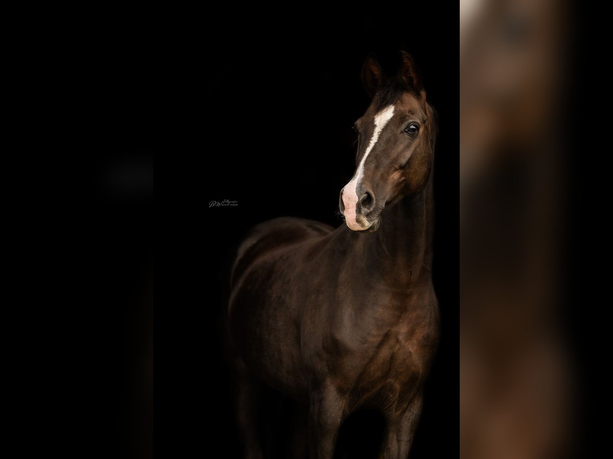 Hanoverian Mare 16 years 16 hh Chestnut in Bad Pyrmont