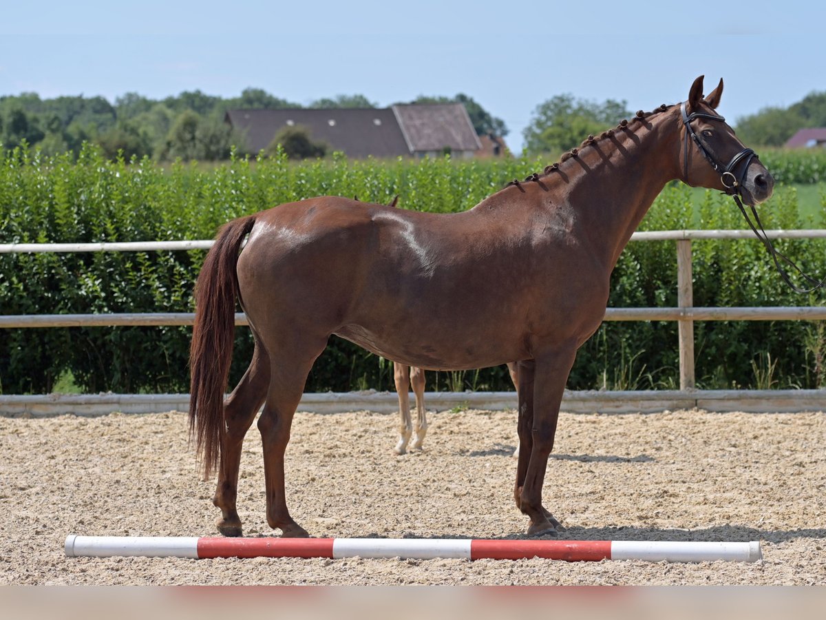 Hanoverian Mare 16 years 16 hh Chestnut in Salem