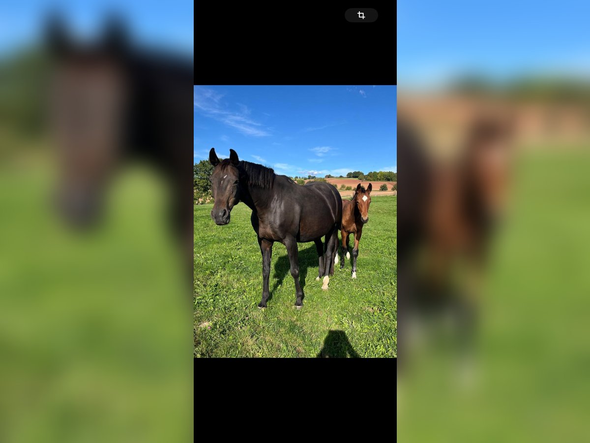 Hanoverian Mare 16 years 16,2 hh Smoky-Black in Osterode am Harz