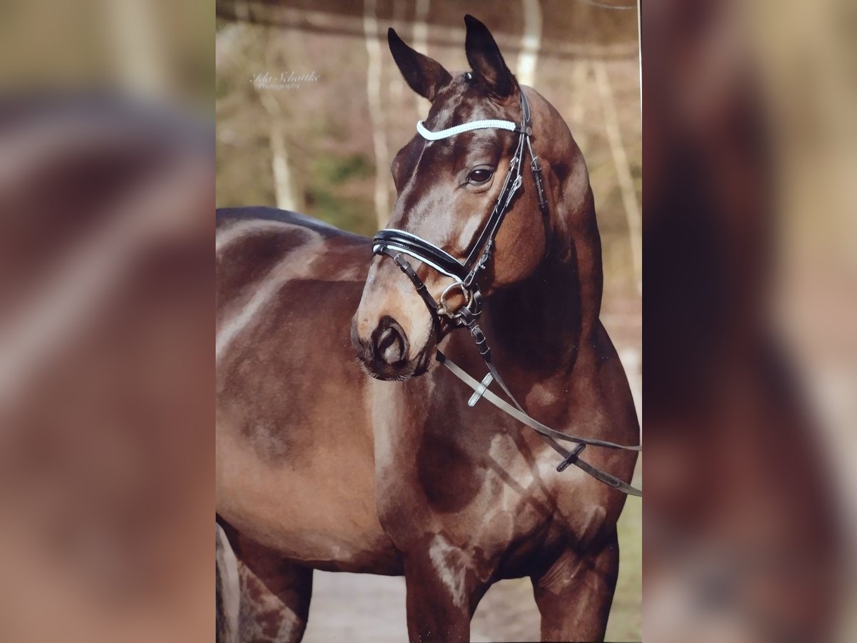 Hanoverian Mare 16 years 17 hh Bay-Dark in Viöl