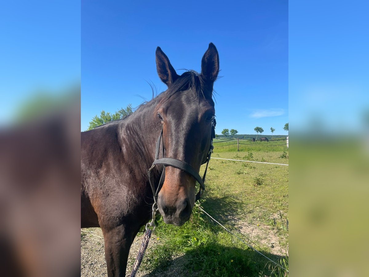 Hanoverian Mare 16 years 17 hh Brown in L&#xFC;gde