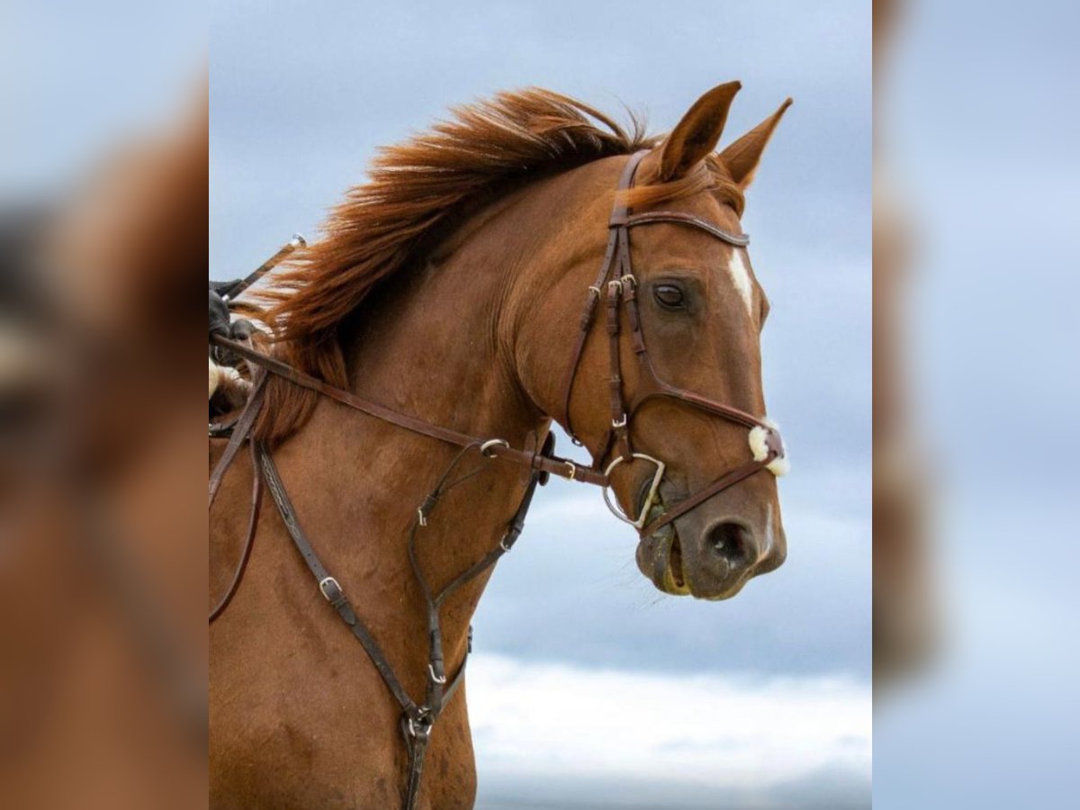 Hanoverian Mare 16 years 17 hh Chestnut-Red in Wachtberg