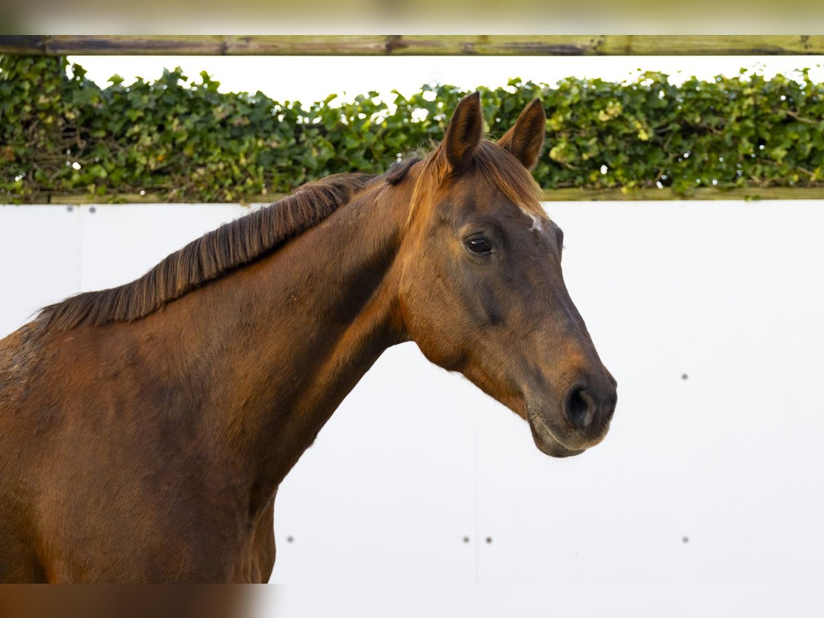 Hanoverian Mare 17 years 16,1 hh Bay-Dark in Waddinxveen