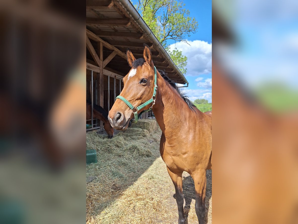 Hanoverian Mare 17 years 16,1 hh Brown in Gorleben Meetschow