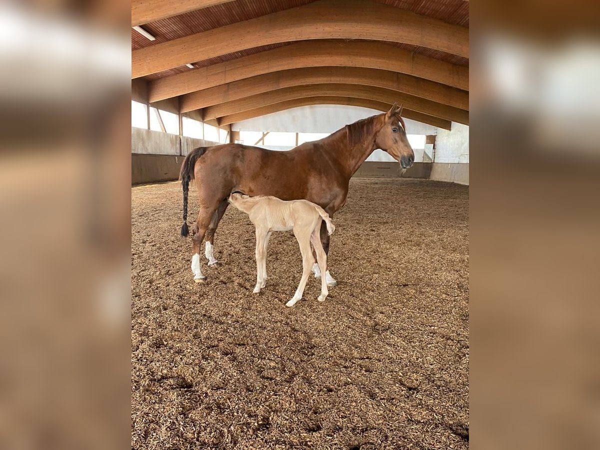 Hanoverian Mare 17 years 16,1 hh Chestnut in Nordhorn