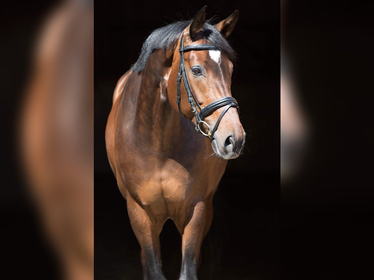 Hanoverian Mare 17 years 16,2 hh Brown in Au in der Hallertau