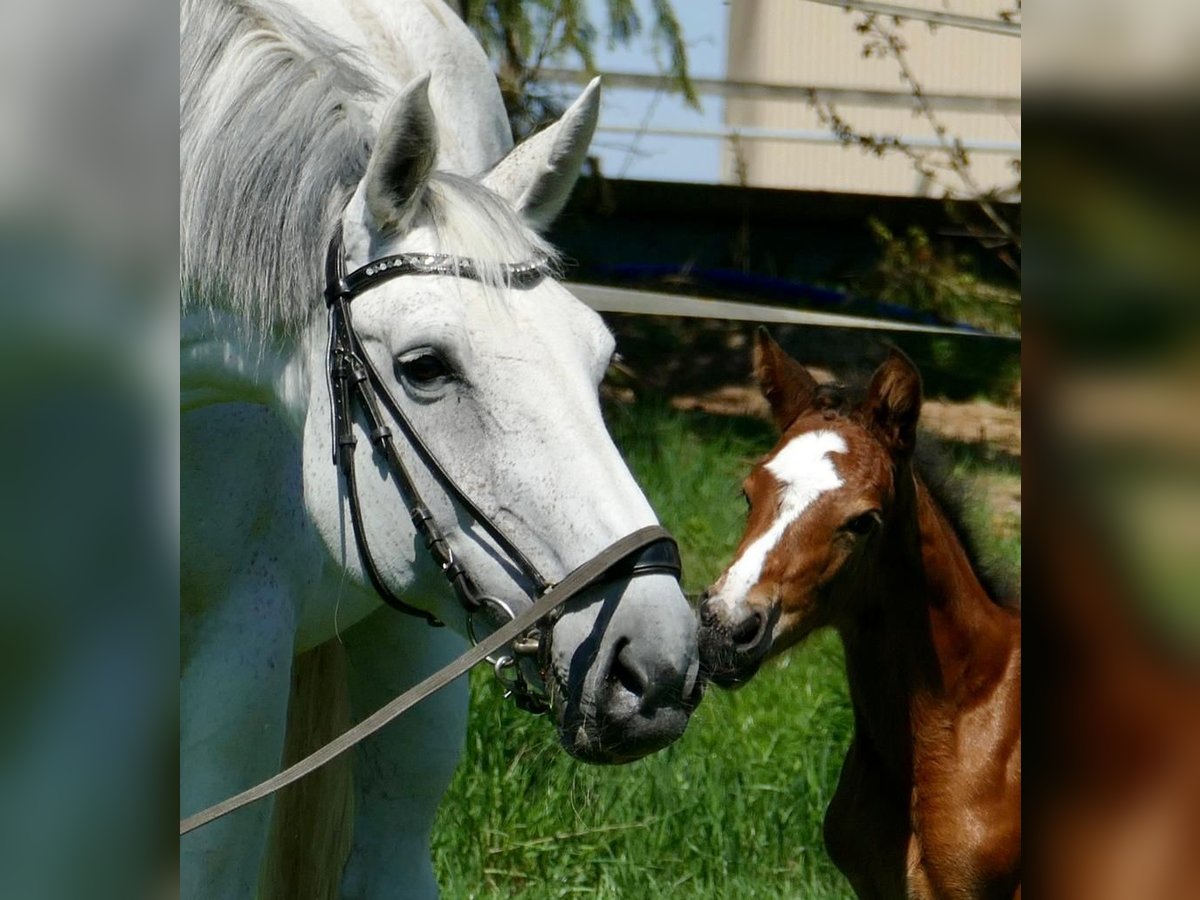 Hanoverian Mare 17 years 16,2 hh Gray in Gärtringen