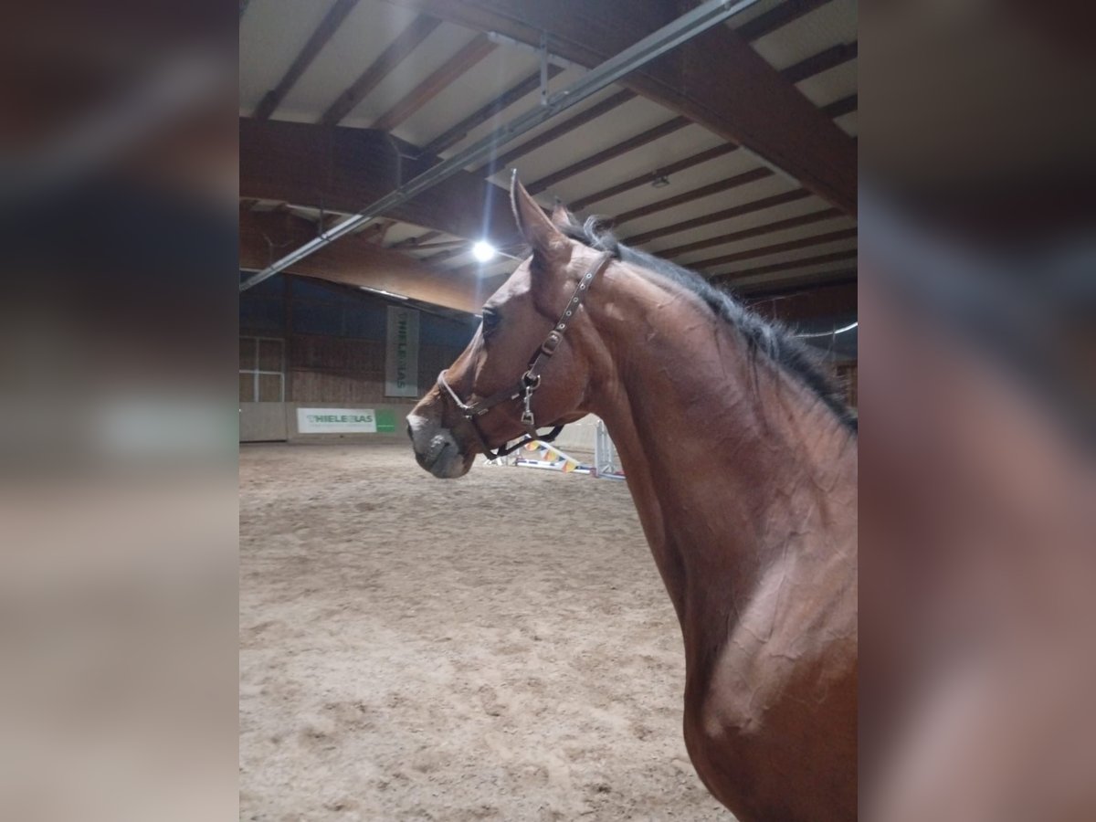 Hanoverian Mare 17 years 16 hh Brown in Leipzig