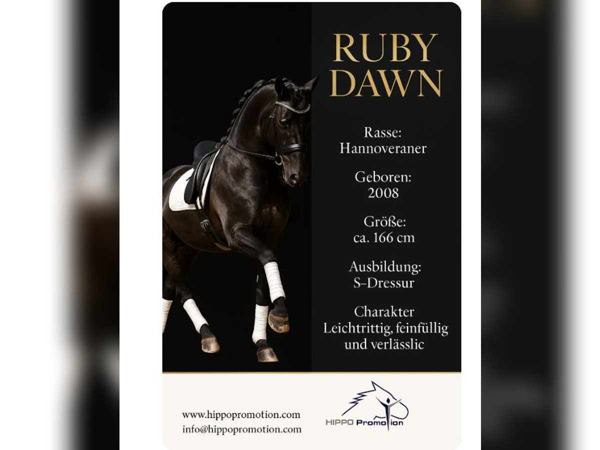 Hanoverian Mare 17 years 16,1 hh Smoky-Black in Wartenberg