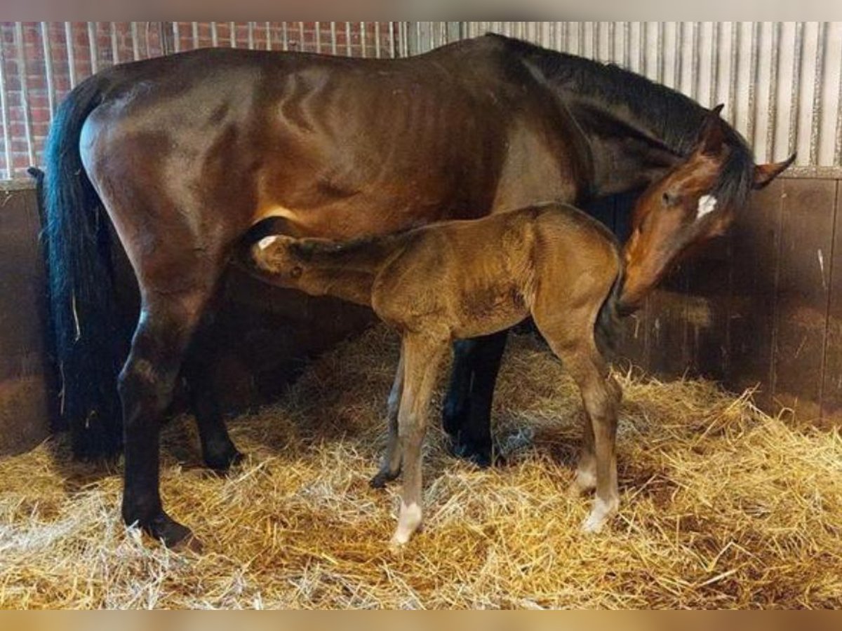 Hanoverian Mare 17 years Brown in Bellingwolde