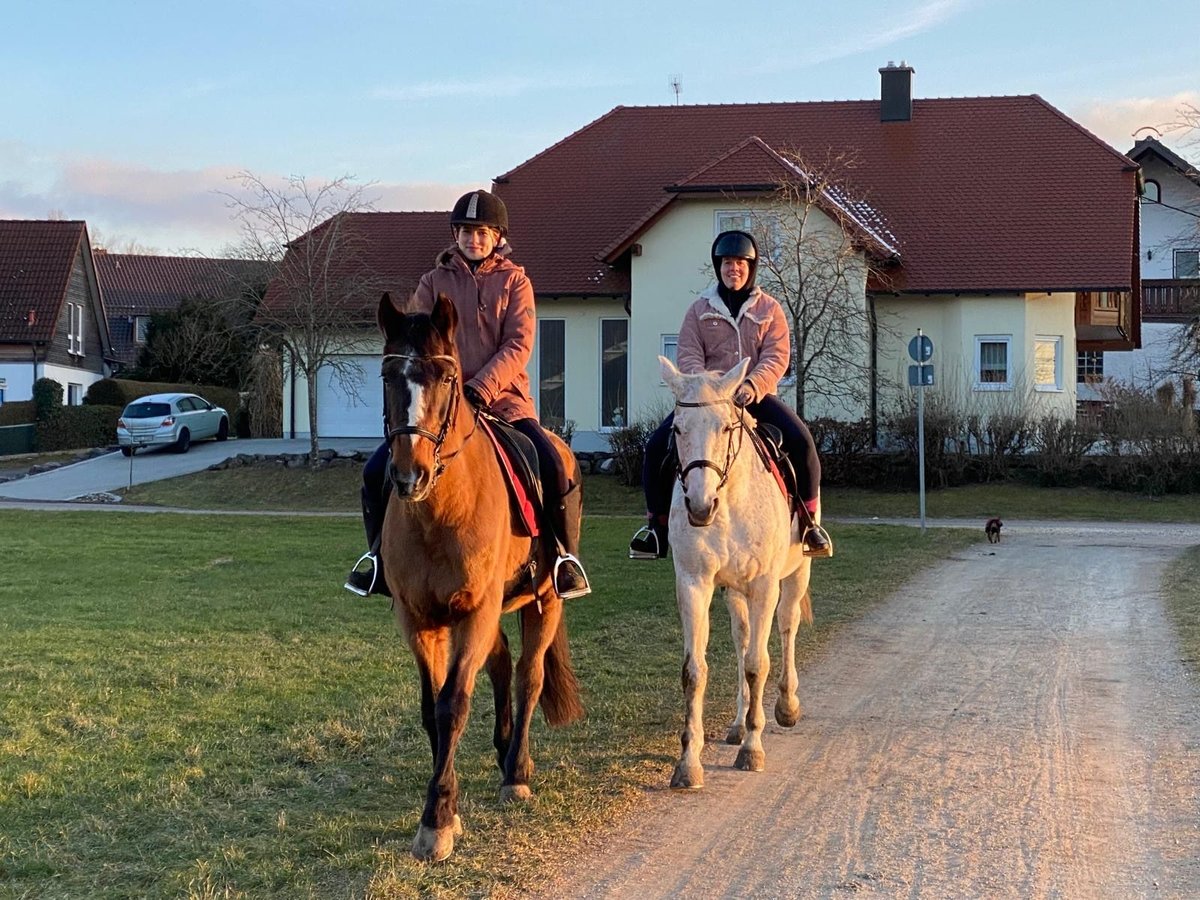 Hanoverian Mare 17 years in Vöhringen