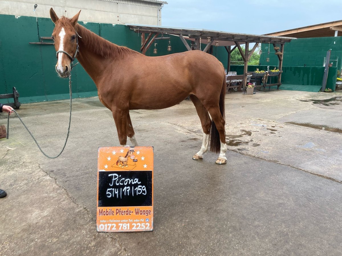 Hanoverian Mare 18 years 15,2 hh Chestnut-Red in Dobersch&#xFC;tz