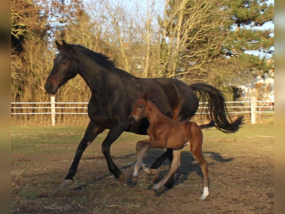 Hanoverian Mare 18 years 16,2 hh Bay-Dark in Ratekau