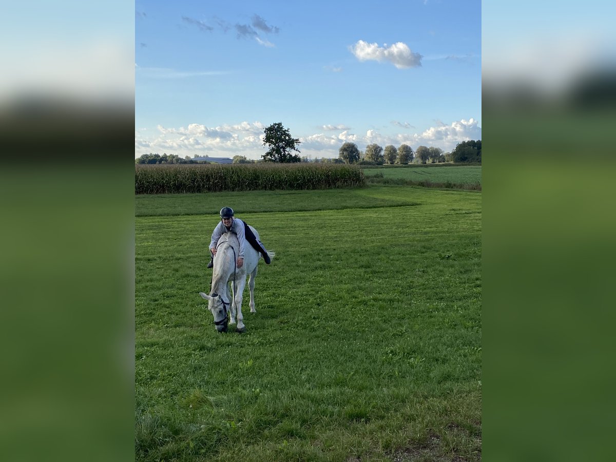 Hanoverian Mare 18 years 16,3 hh Gray in Vöhringen