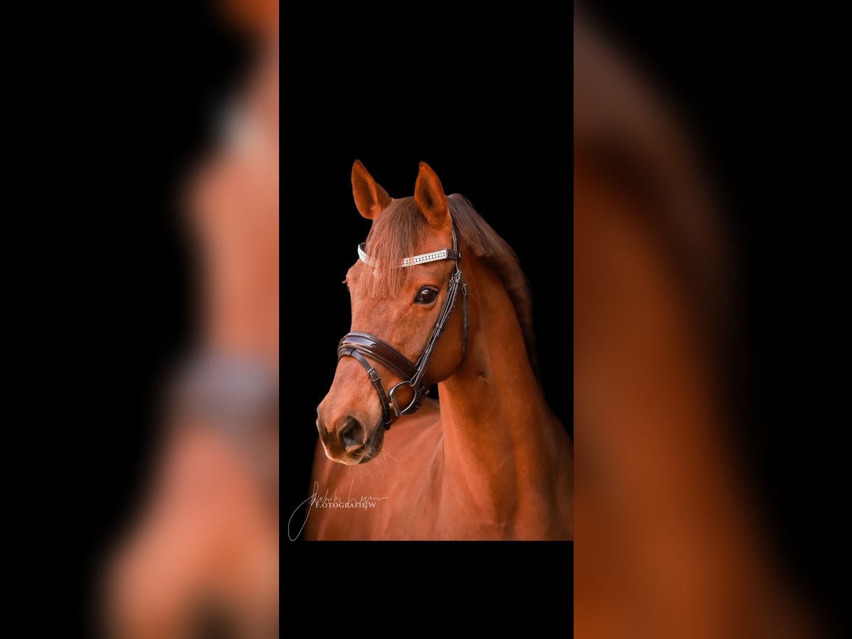 Hanoverian Mare 18 years 16 hh Chestnut-Red in Lehrberg