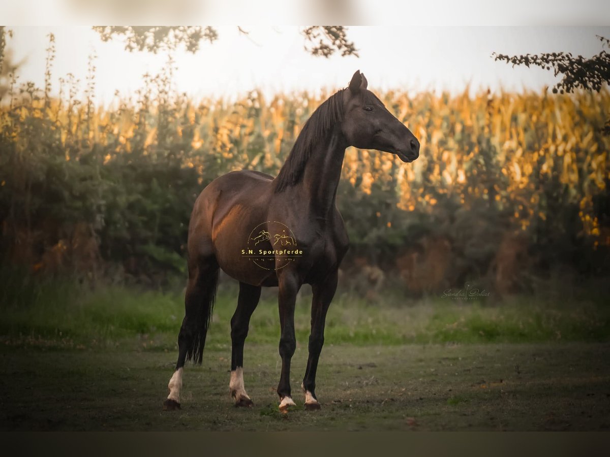 Hanoverian Mare 18 years 16,1 hh Black in Regesbostel