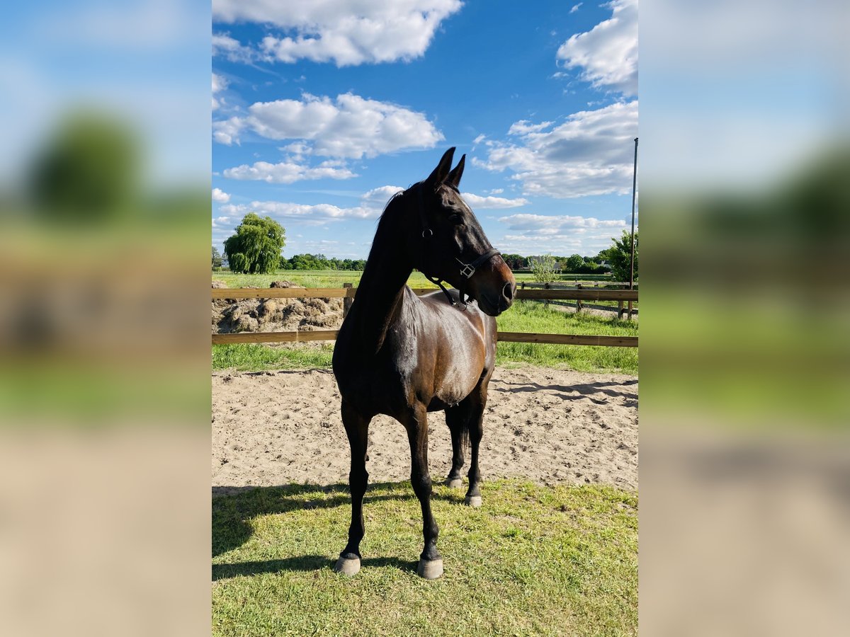 Hanoverian Mare 18 years 16,2 hh Brown in Verl
