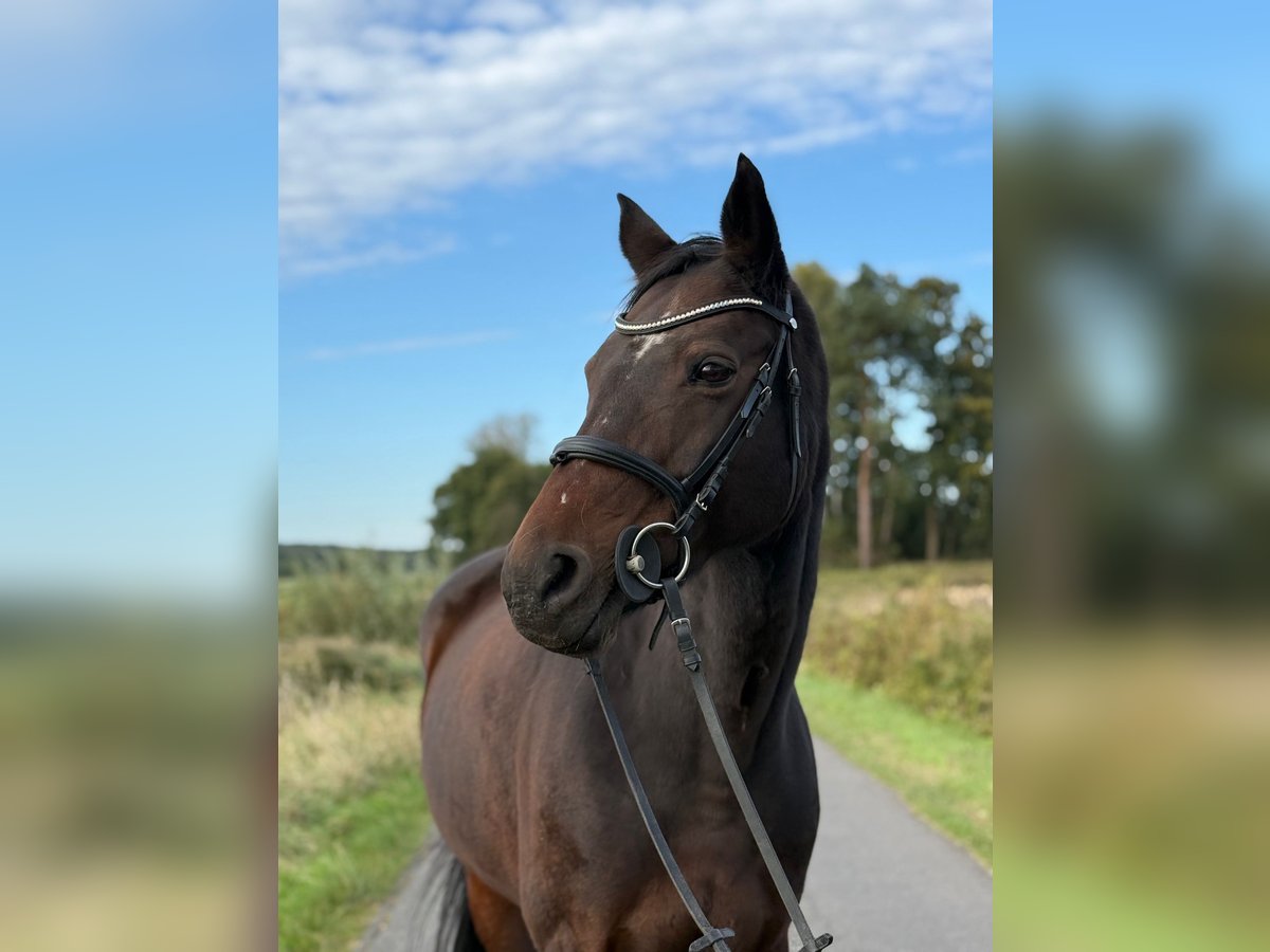 Hanoverian Mare 18 years 16,2 hh Brown in Luhm&#xFC;hlen