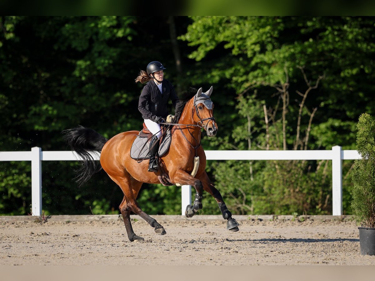 Hanoverian Mare 19 years 15,2 hh Brown in Dietikon