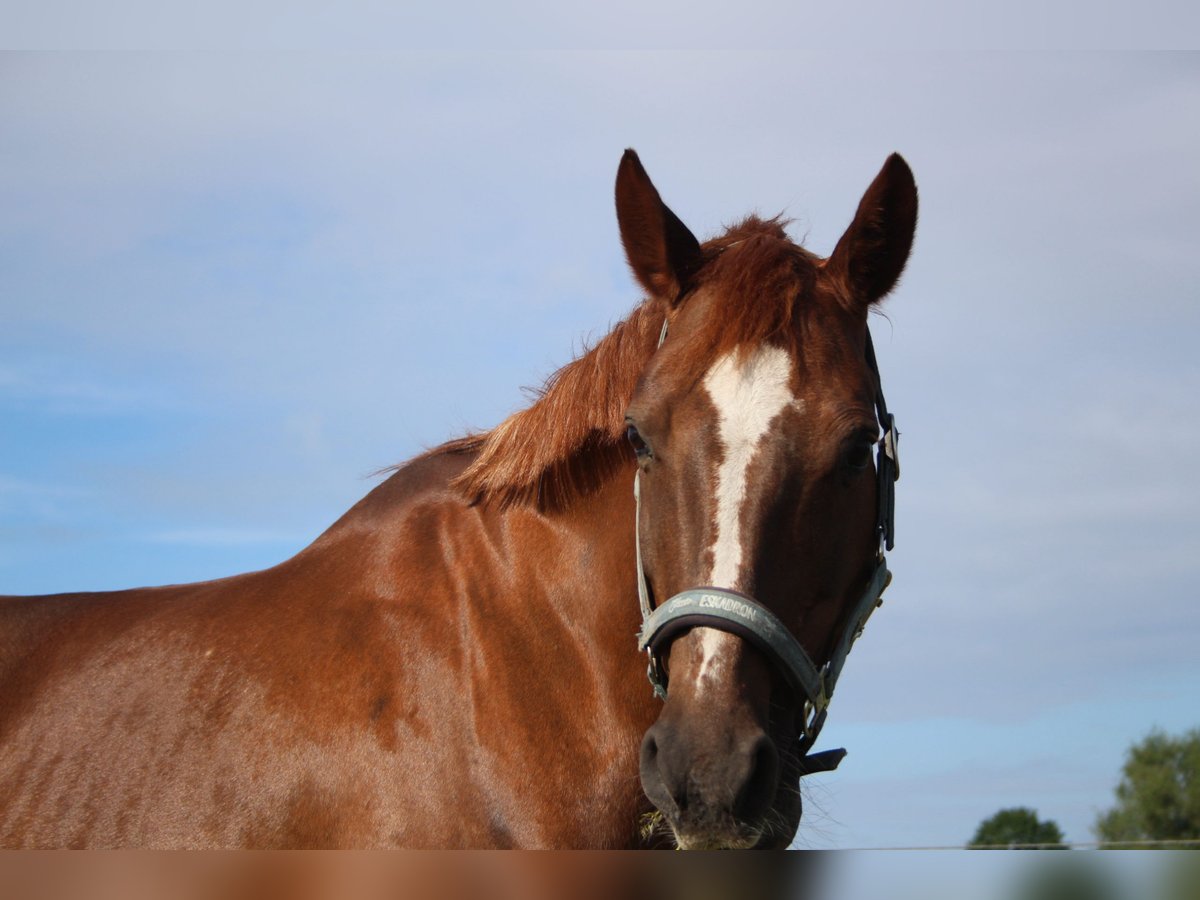 Hanoverian Mare 19 years 15,1 hh Chestnut in Zehdenick Hanoverian Mare 19 years 15,1 hh Chestnut in Zehdenick