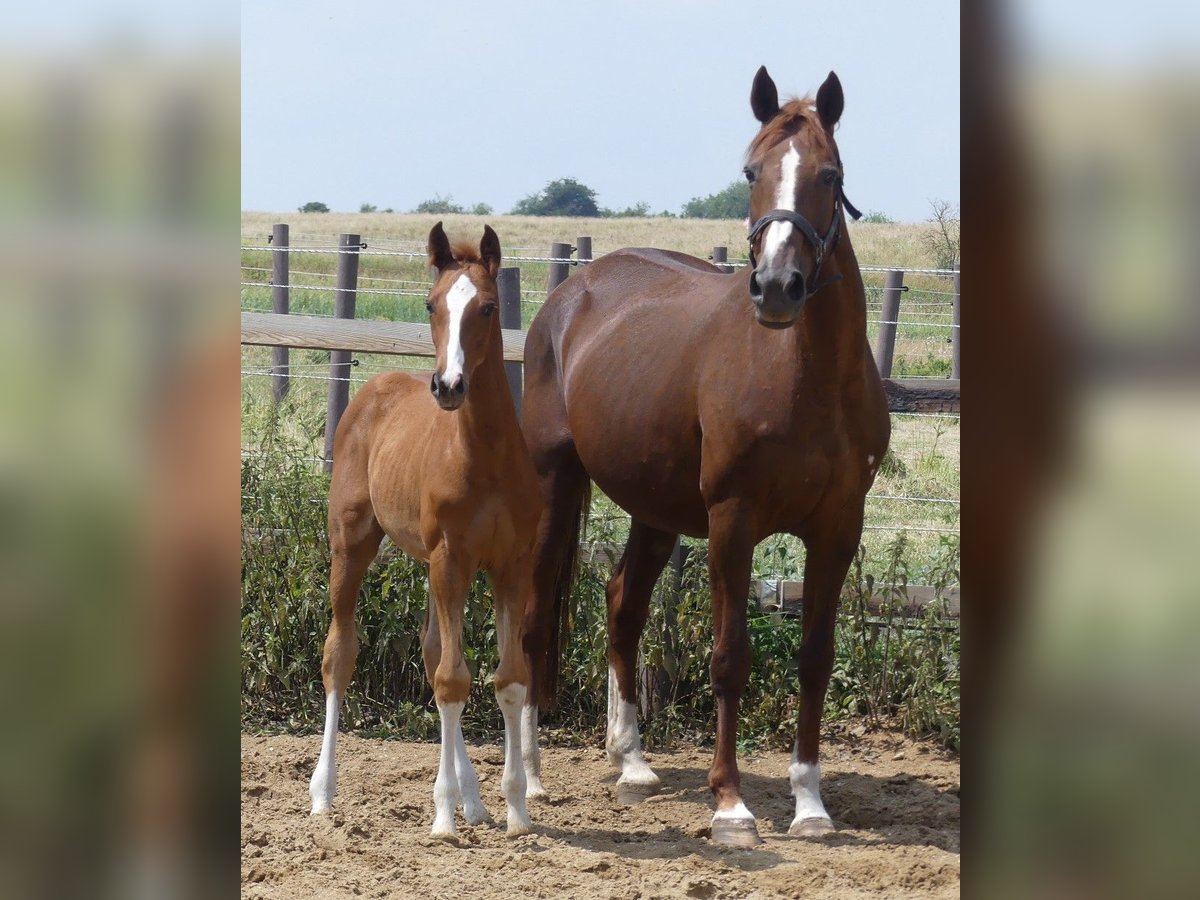 Hanoverian Mare 19 years 16,1 hh Chestnut-Red in Mücheln (Geiseltal)