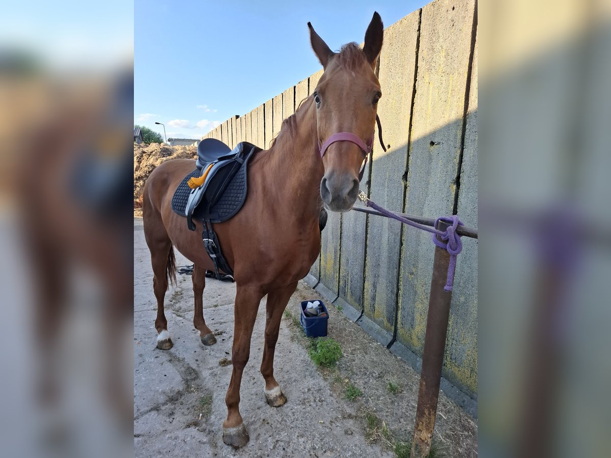 Hanoverian Mare 19 years 16,1 hh Chestnut-Red in Lutherstadt Wittenberg