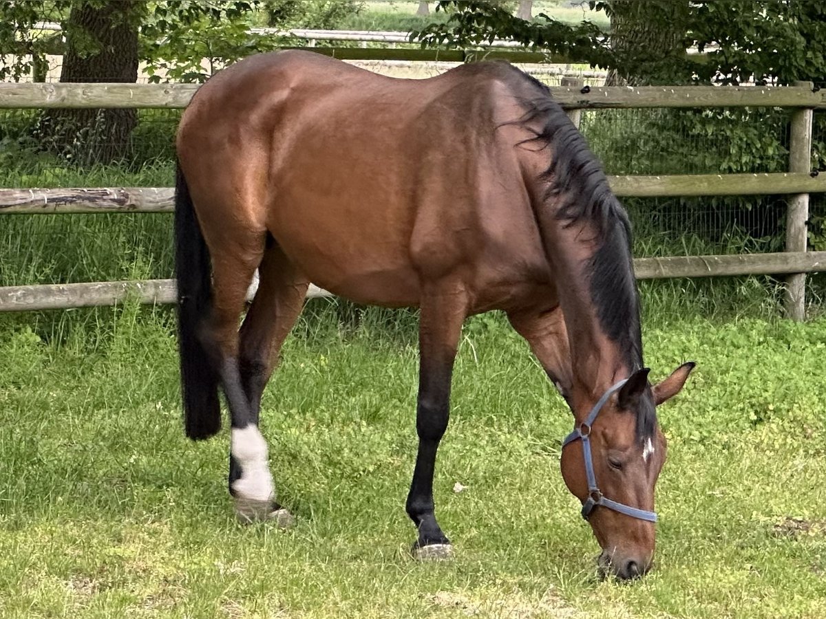 Hanoverian Mare 19 years 16,2 hh Brown in Filsum