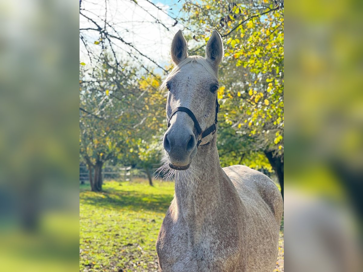 Hanoverian Mare 19 years 16,2 hh Gray-Fleabitten in Rommerskirchen