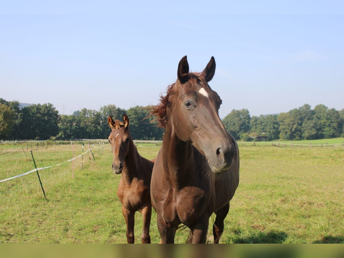 Hanoverian Mare 19 years 16,3 hh Chestnut in Höxter