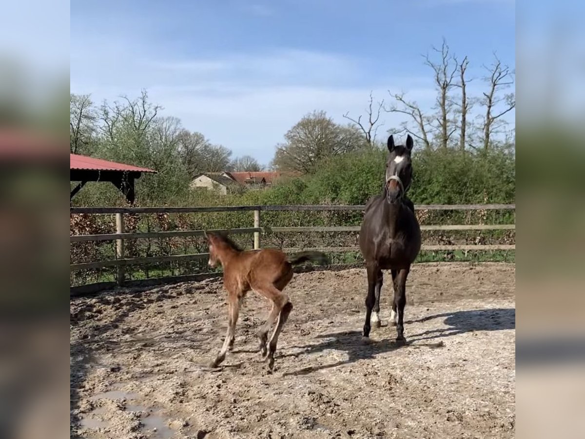 Hanoverian Mare 19 years 16 hh Brown in Hepstedt