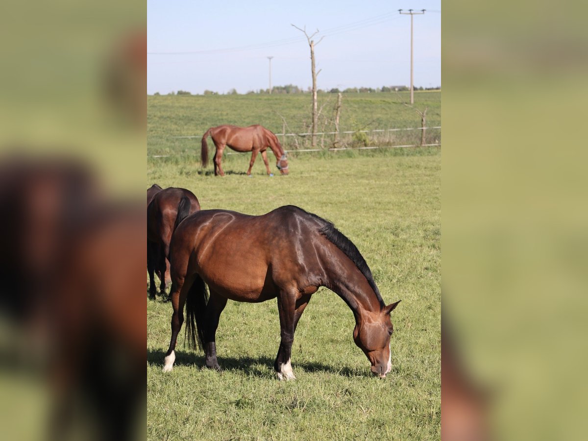 Hanoverian Mare 19 years 16,2 hh Smoky-Black in Krostitz