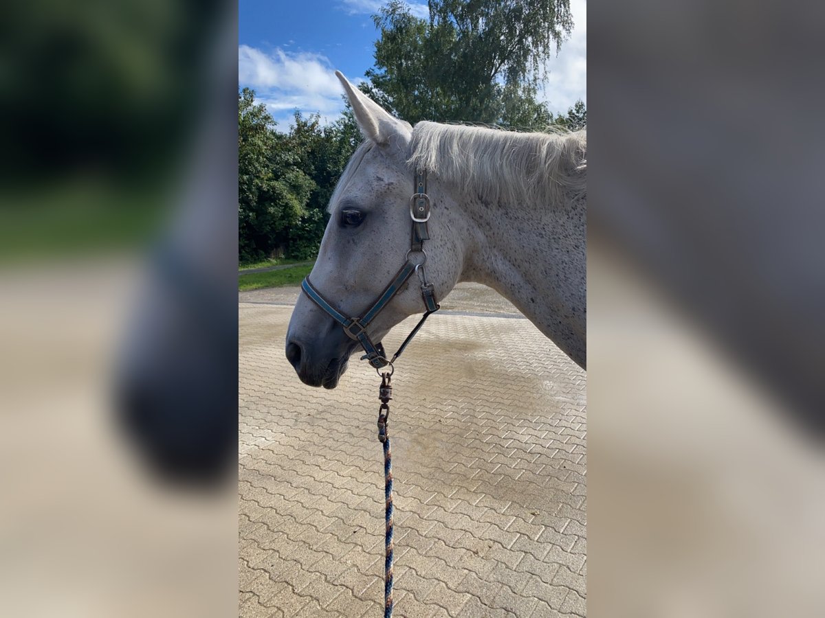 Hanoverian Mare 19 years 17 hh Gray-Fleabitten in Borken