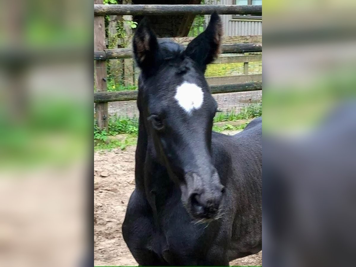 Hanoverian Mare 1 year 16,1 hh Black in Achim