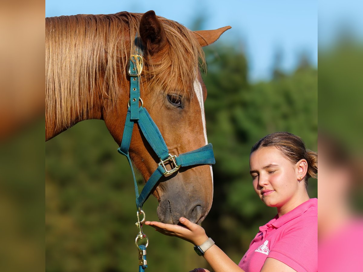 Hanoverian Mare 1 year 16,1 hh Chestnut in Trois-Ponts