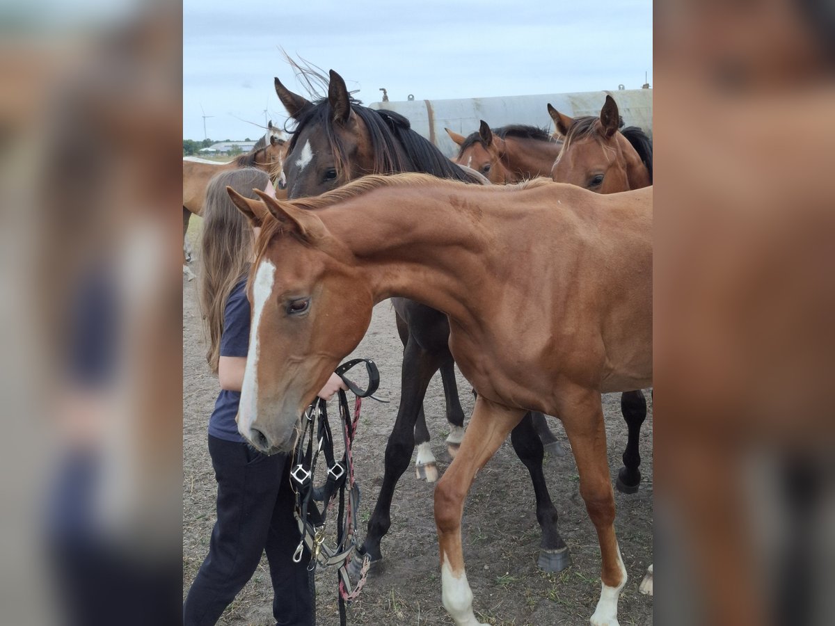 Hanoverian Mare 1 year 16,1 hh Chestnut-Red in Lutherstadt Wittenberg