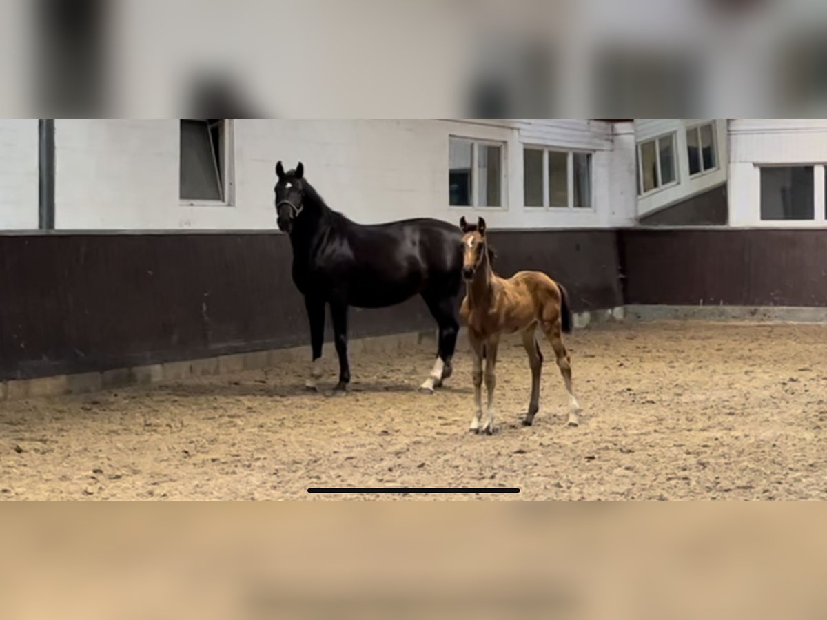 Hanoverian Mare 1 year 16,2 hh Bay-Dark in Hamburg Osdorf