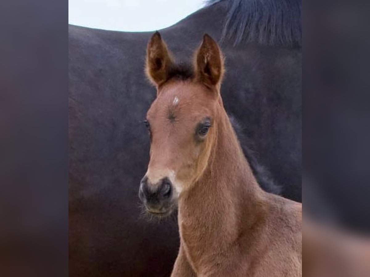 Hanoverian Mare 1 year 16,2 hh Bay-Dark in Heilshoop